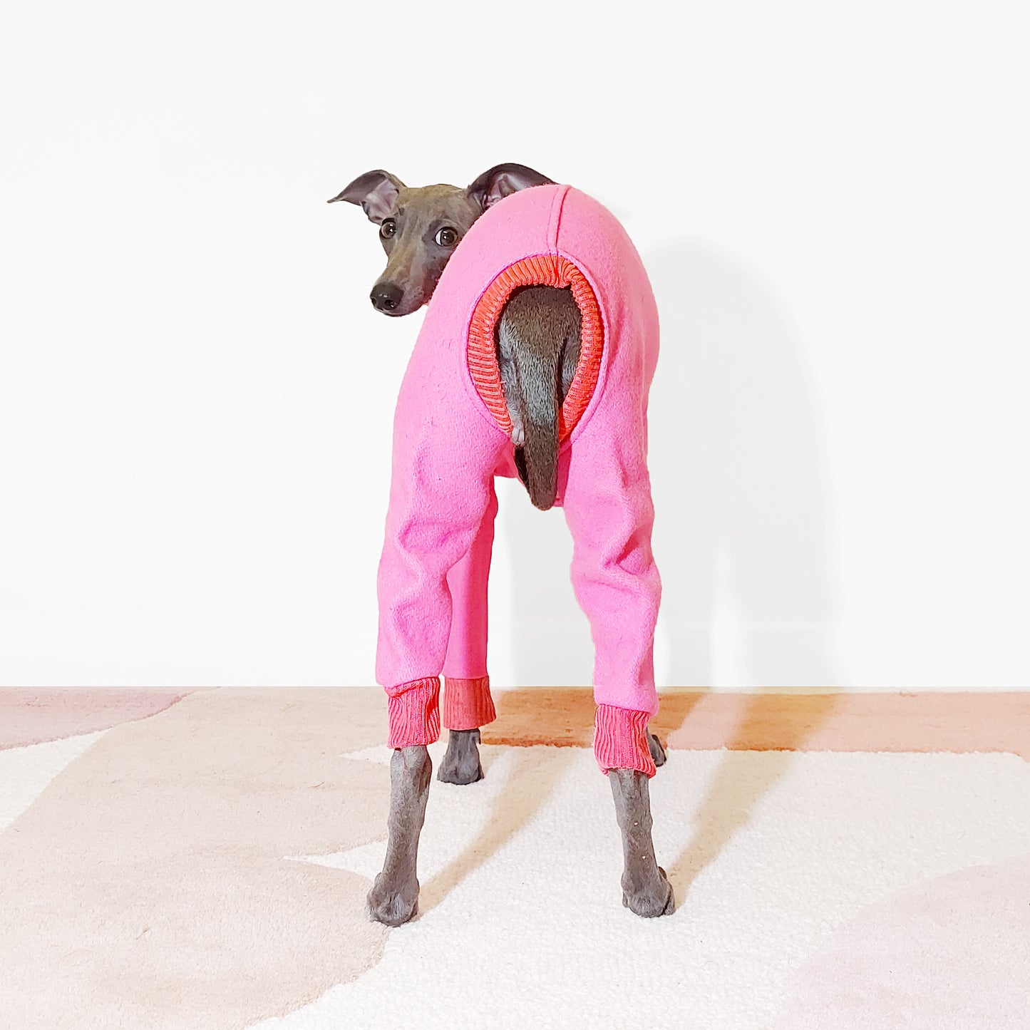 Tofu the italian greyhound wearing a pink Le Pup dog jumpsuit