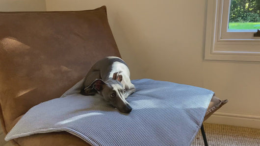 Cute Italian greyhound laying on a luxury portable dog travel mat by LÈ PUP